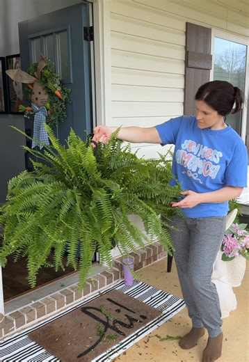 Amazing Boston Ferns Deal for Your Home