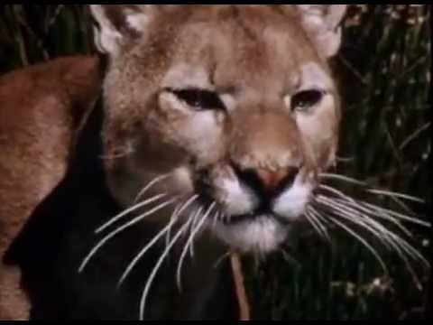 Jack and the Cougar