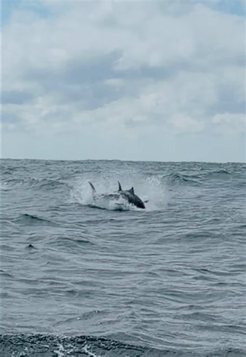 OBX Bluefin Tuna Fishing Action