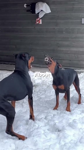 German Shepherd vs Doberman — Who’s the Better Protector?