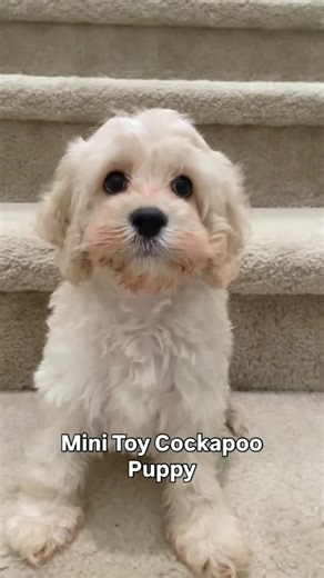 James Doodles Farm 🐶❤ on Instagram: "Light beige color cockapoo is so beautiful! Very mellow and chill puppy it is. They are non shedding small breed 🐶"