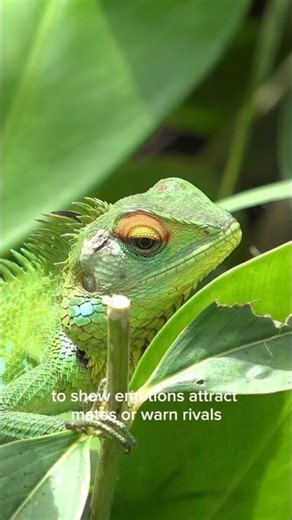 “How Chameleons Change Color 🦎 | Nature’s Real-Life Mood Rings” #animalfacts #caméléon