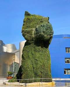 ¡‘Puppy’ se suma al uso de la mascarilla recordándonos a todos la necesidad de protegernos! En unas semanas, cuando las flores que la componen alcancen su esplendor, se hará más evidente. ¿Nos ayudas a difundir el mensaje? #Covid_19 #PuppyGuggenheimBilbaoUsaMascarilla | Museo Guggenheim Bilbao