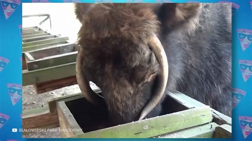 The Rarest Animal Hybrids Ever Discovered – 2022 Edition