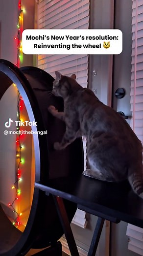 Engaging Cat Wheel Training for Bengal Cats