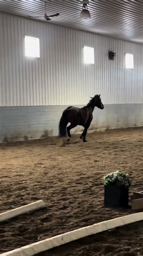2 fuzzy chunky baby ponies