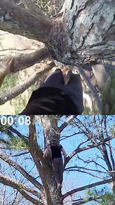11K views · 95 reactions | 60FT TREE CLIMB IN UNDER 60 SECONDS POV | Ronnie Street Stunts | Facebook