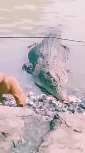 24K views · 95 reactions | Crocodile Crunch a Stomach of Dog.  | Eating Sounds | Facebook