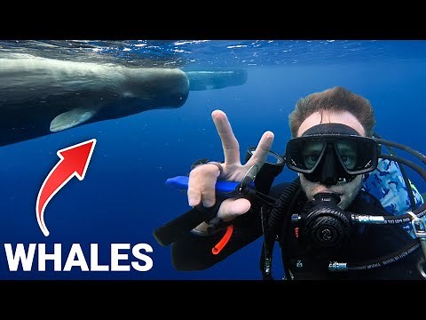 Dominica Scuba Diving: From Champagne Reef to Sperm Whales