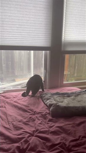 My cat breaking window net