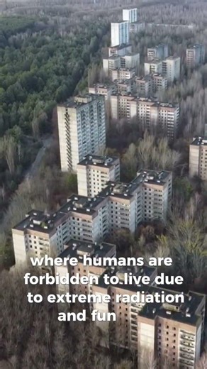 The City Humans Can’t Live In Anymore