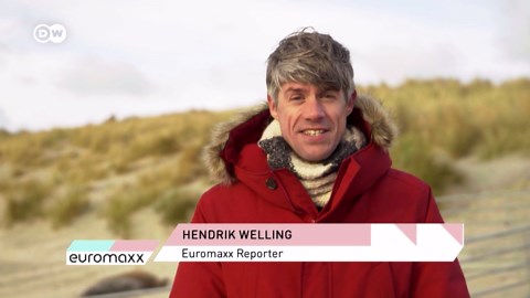 Cute but dangerous: grey seals on Helgoland