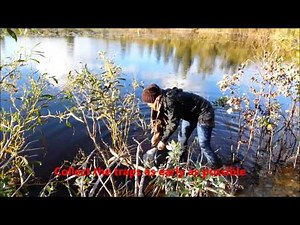 How to make, deploy and collect a Bucket Trap for African Clawed frogs