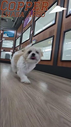 Copper the Lhasa Apso Puppy Has the Zoomies! 🐶💨 | Happiness Is Pets Indianapolis