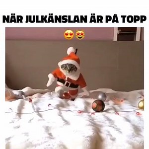 Du kan omöjligt ha sett en sötare tomte! 🎅🏻😻 Följ Omtalat för mer humor och allt roligt det snackas om på nätet just nu! | Expressen Story