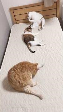 一生懸命毛づくろいする猫がかわいすぎた #茶トラ #セルフグルーミング #猫との暮らし