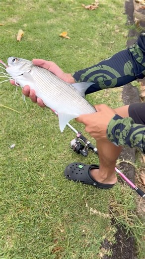 @kaibirrrrd on Instagram: "Hawaii harbor fishing for whatever bites! Stoked to land this Moi on the cut bait O’ama. These fish are also called the “Pacific Thread-fin”, and were known as the “Fish of Kings”, a reserved delicacy for Hawaiian royalty. Moi season is closed from June 1st to August 31st! - - - - - #hawaii #harbor #fishing #fishinglife #fish #moi #whatever #bite #bait #oama #hawaiian #royal"