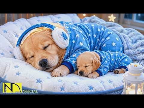 24 HOURS Healing Music for Dogs 🐶⭐ Soothing Sounds for Stress Relief & Deep Sleep 💤 No Ads