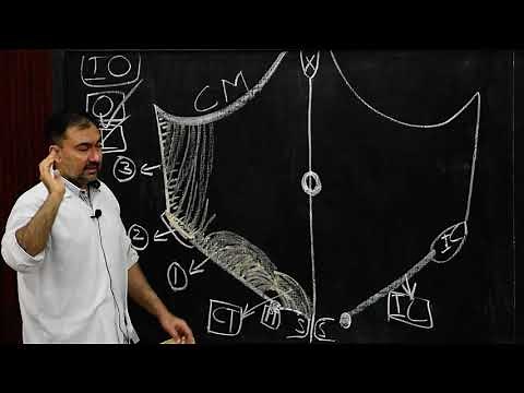 GROSS ANATOMY OF INTERNAL OBLIQUE AND CREMASTER MUSCLES