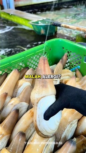 The giant, expensive clam #didyouknow #culinary #visitculinary #food #streetfood