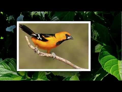 Song of Ocarina - Diego Modena - Jean Philippe Rudin - oiseaux - birds - fleurs - flowers - HD / HQ