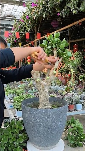 How to Prune Jade Plant for Bushier Growth! 🌿✨