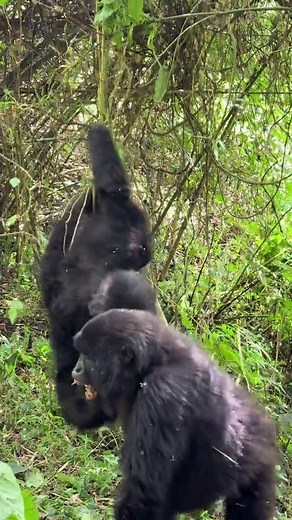 Experience Wild Mountain Gorillas in Bwindi National Park