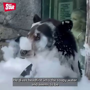The bear discovered the best way to cool down 😅 | Daily Star