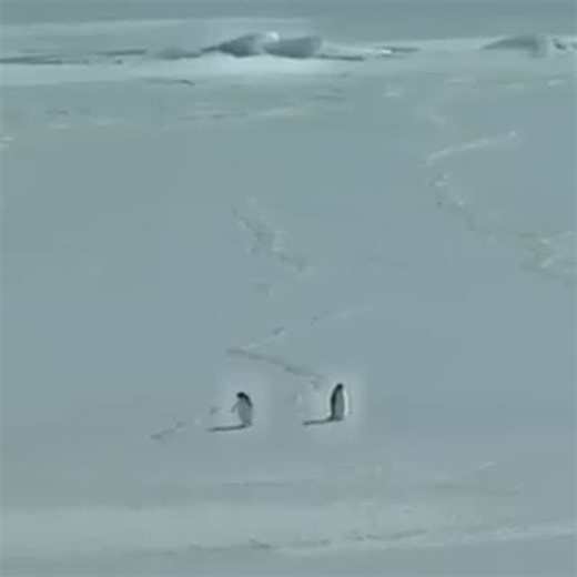 मोहित 👤 | But why penguin? This video, titled "Penguin, Depressed...", is a famous excerpt from Werner Herzog's 2007 documentary Encounters at the... | Instagram