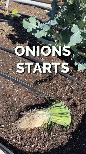MONSTER ONIONS - Last year, I grew the biggest onions of my life | Growingfarms