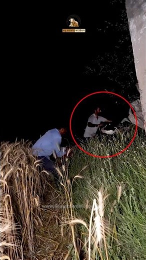 Calf's Leg Was Completely Broken | Found Alone in Wheat Field | Shocking Case #calf #shorts #fyp