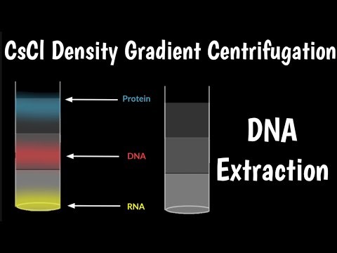 DNA extraction by CsCl Density Gradient Centrifugation