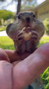 I'm getting to the point where the only thing I can watch are videos of chipmunks stuffing their adorable cheeks full of nuts. | Jonathan Blank Films