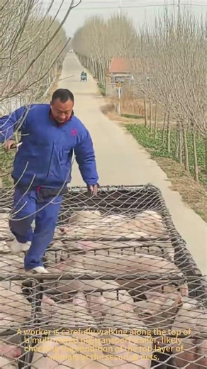 Pig Transport Safety Walkthrough