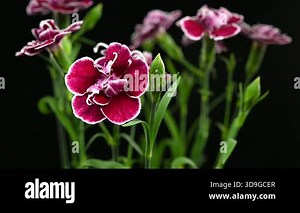 Close-up 4K video of a Dianthus caryophyllus flowers with deep burgundy petals and white edges, featuring long green stems and buds set against a black backdrop Stock Video Footage - Alamy