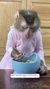 Goodbye, Mom. Monkey Lyly is reluctant to let her mother go to work, and the comfort of the cameraman .....#monkeyLala #Monkeykaka #Cubismonkey #expore #trending #monkeyBibi #monkeyCUTIS | Monkey Ly Ly