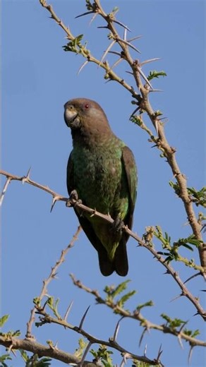 Meyer's Parrot Calling #shorts