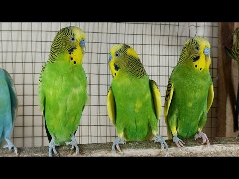 3 Hours of Joy A Compilation of Budgies Playing and Chirping for your sad Budgies and birds