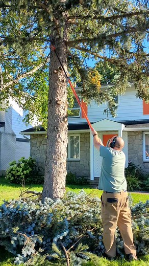 Removing Damaged Blue Spruce Tree Branches with a Pole Saw