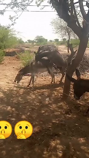 Understanding Donkey Mating Behavior in Dry Environments