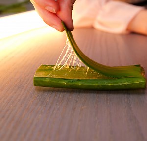 The Ultimate Guide to Aloe Vera !!! | Health is Wealth