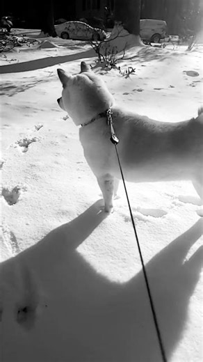 #shibainu #dog #winter tracking deer in the yard