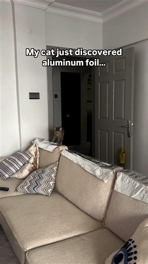 Why is a cat afraid of silver foil?