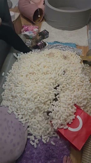 Ferret Group Play Time = Pure Chaos & Cuteness 🐾💨 #ferret #ferrets #adorably #ferretlife