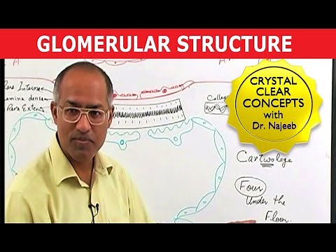 Glomerular Structure