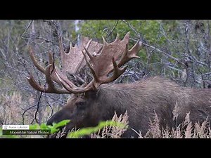 Bull Moose rut With the Crazy Antlers #bullmoose