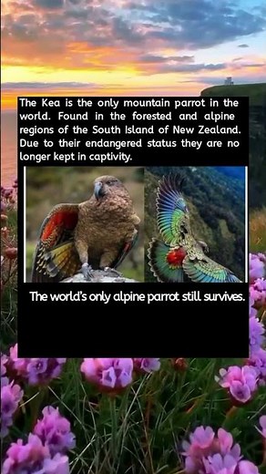 “Kea: World’s Only Mountain Parrot of New Zealand (Endangered) |