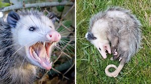 Opossums 🦨 Playing Dead for Survival! | 1 Minute Animals Often misunderstood and feared, opossums are surprisingly cute creatures with unique traits that make them stand out. Known for their dramatic “playing dead” act, these little animals have a lot more to them than meets the eye. What makes them so fascinating? Stick around to uncover their secrets! #opossums #opossumlife #babyopossum #cuteanimals #adorable | 1 Minute Animals