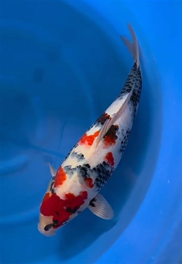 Distinguishing Showa and Sanke Koi Variants
