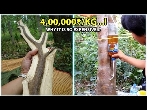 Agarwood Farming Secrets You Need to Know NOW
